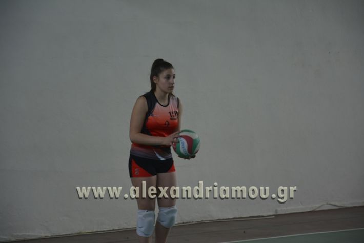 volley _1ogel-kassandra067